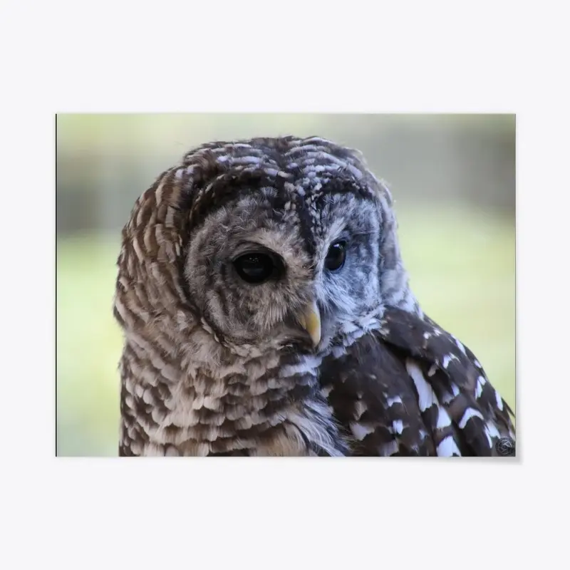 Barred Owl